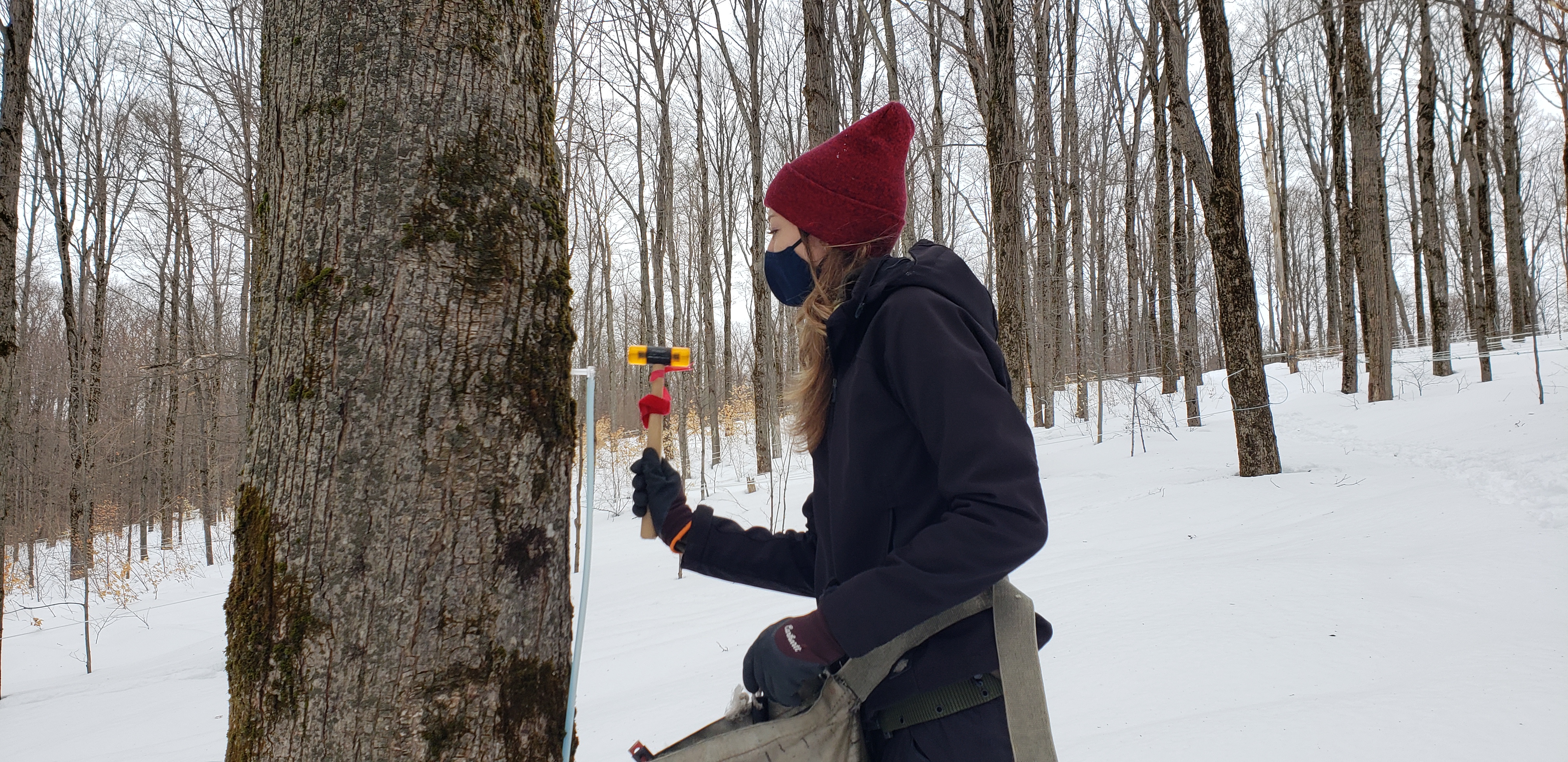 Jill Rahn taps sugar maples at ESF